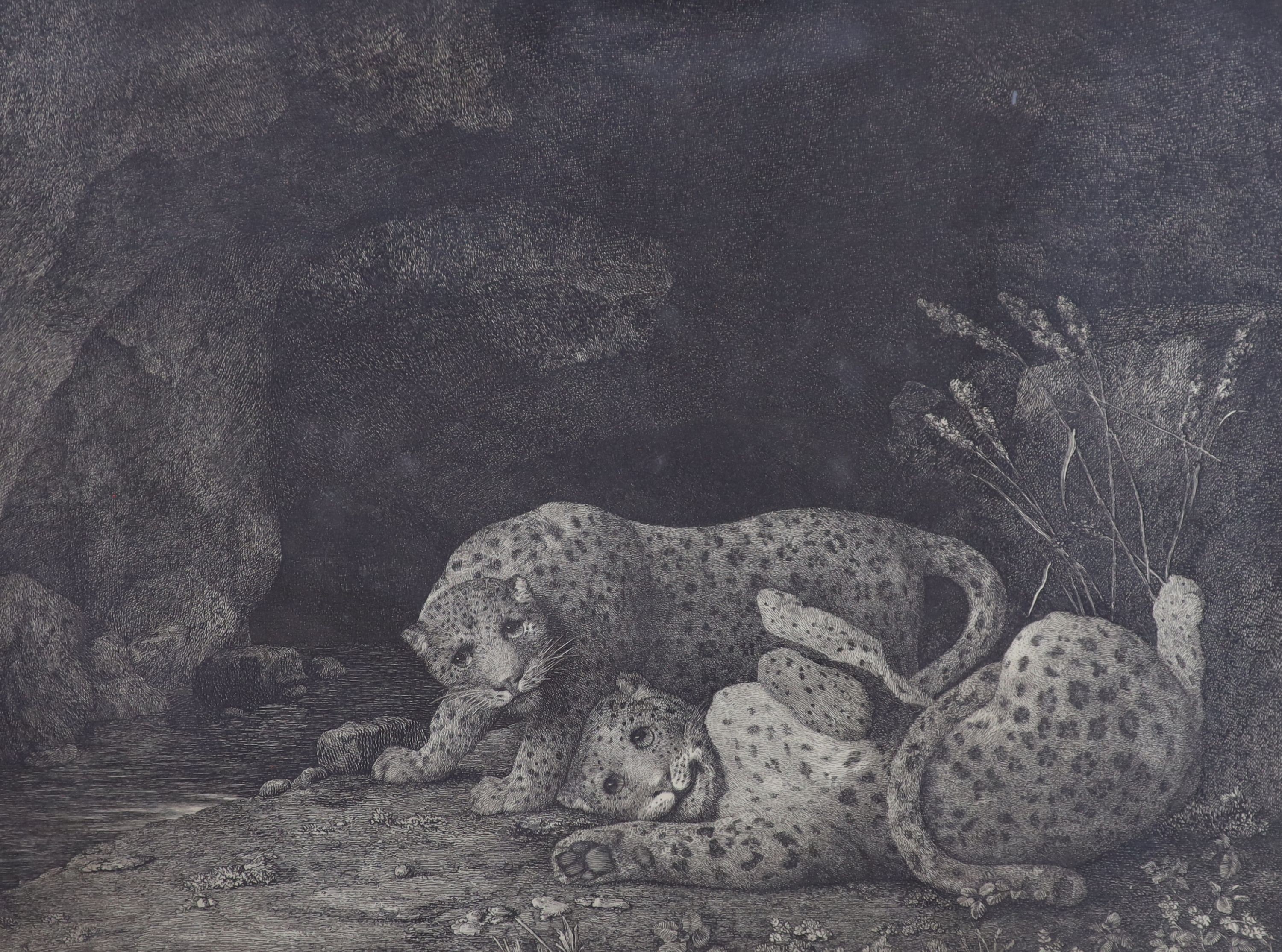 After George Stubbs, engraving, Tygers at Play, 1780, state 3A, 35 x 46cm.